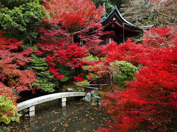 Temple garden with pond in autumn, Bishamon-do.