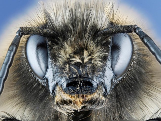 Insect Bee Eyes, Smithsonian
