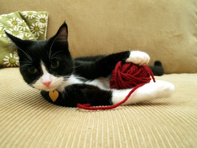Cat, Yarn Ball, Smithsonian